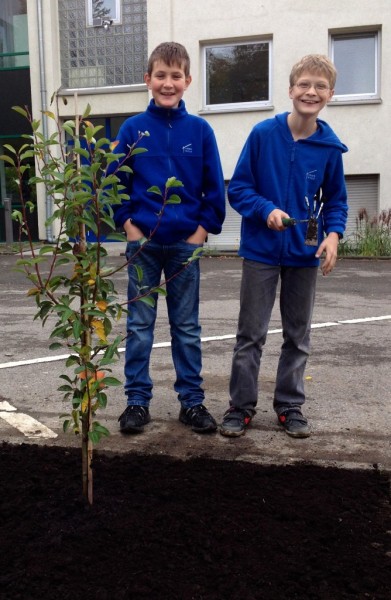 Matthias und Karsten haben einen Birnbaum auf dem Schulhof gepflanzt.